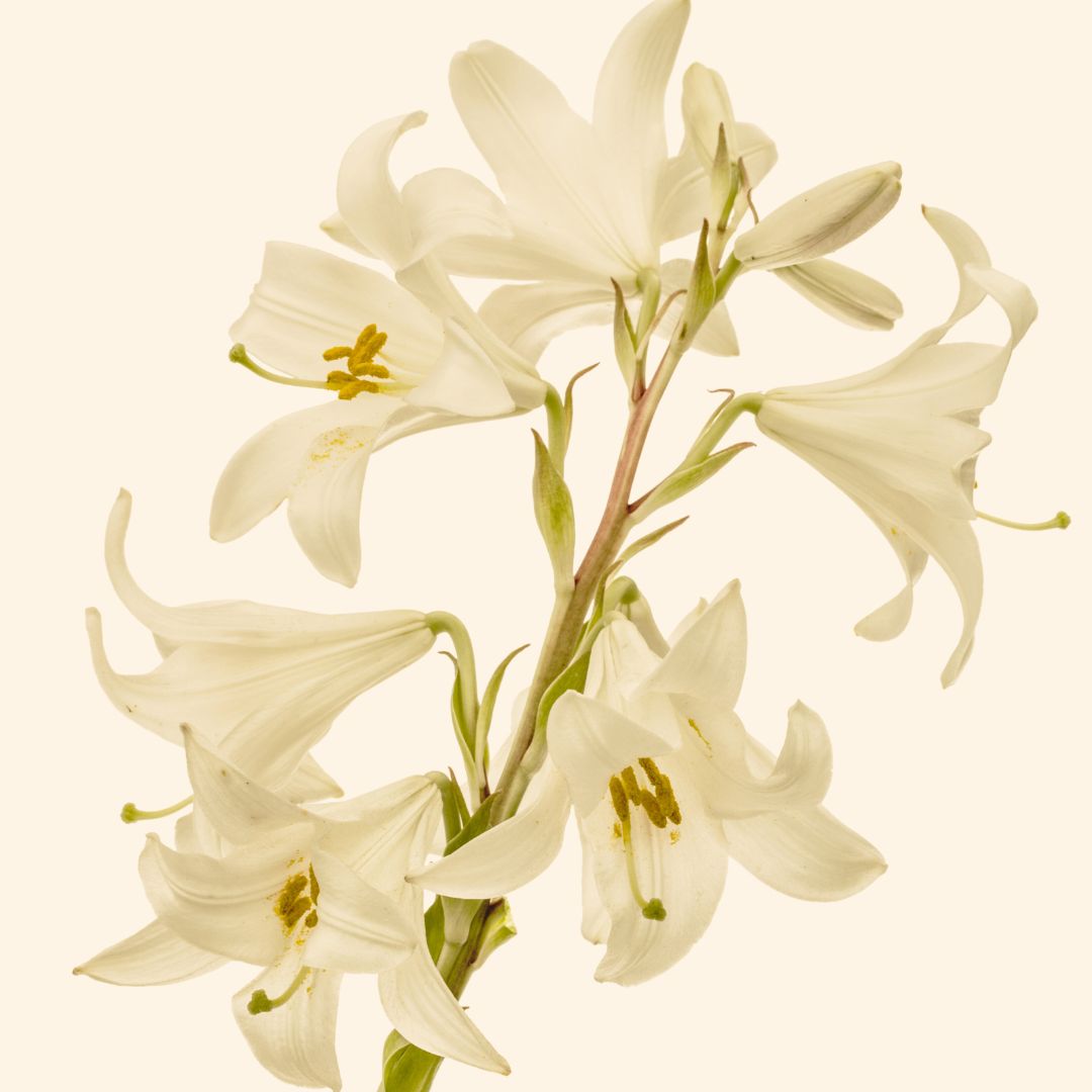 White Lily oil